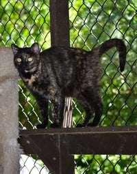 Tori - Photo 5