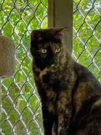 Tori - Photo 4