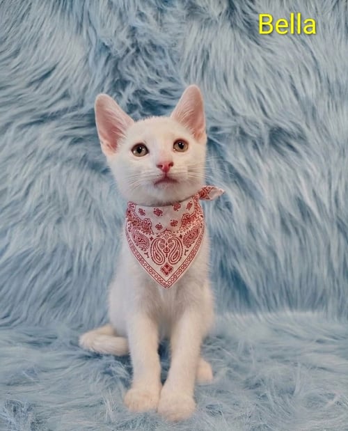 BELLA (& SCARLETT) [CP] - Domestic Short Hair available for adoption