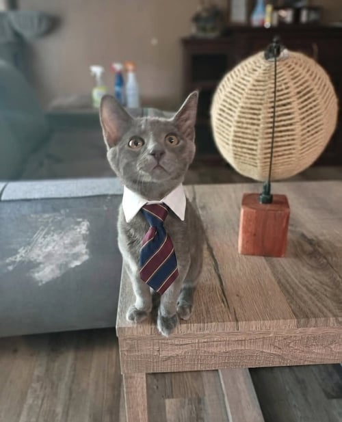 JASPER [CP] - Russian Blue available for adoption