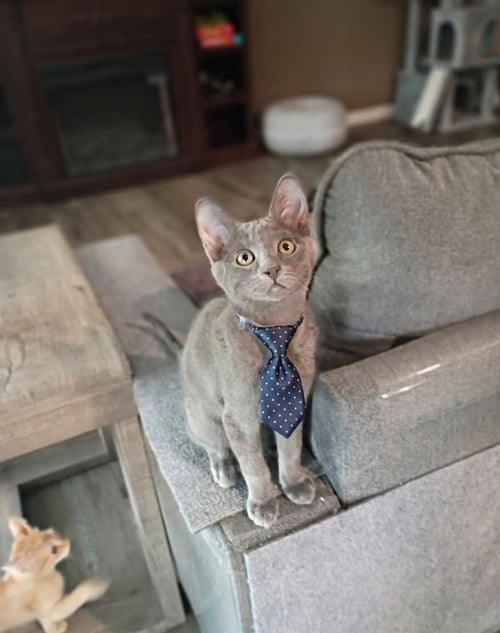 JASPER [CP] - Russian Blue available for adoption