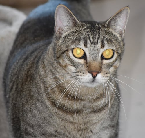 ROBIN - Domestic Short Hair available for adoption