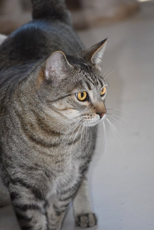 ROBIN - Domestic Short Hair available for adoption