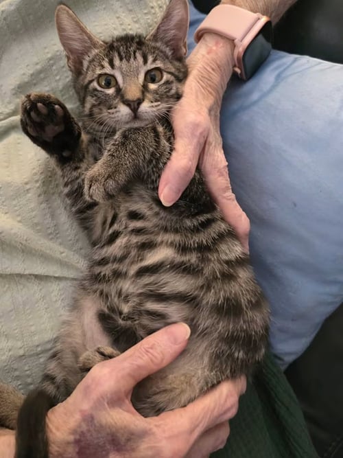 ASHLEY [CP] - Domestic Short Hair available for adoption