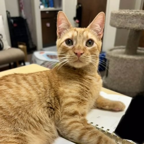 DEXTER (& EDWIN) [CP] - Domestic Short Hair available for adoption