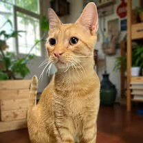 DEXTER (& EDWIN) [CP] - Domestic Short Hair available for adoption