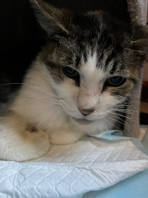 TIGGER [CP] - Domestic Short Hair available for adoption