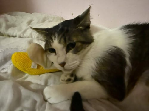 TIGGER [CP] - Domestic Short Hair available for adoption