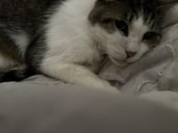 Tigger [CP] - Photo 5