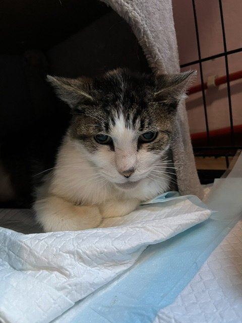 TIGGER [CP] - Domestic Short Hair available for adoption