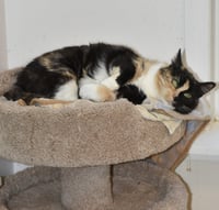 Sweetie - Photo 2