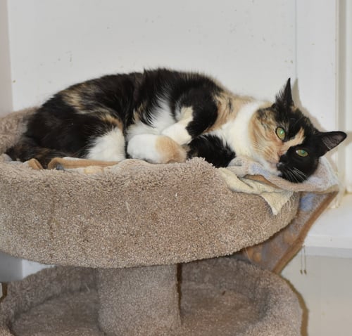 SWEETIE - Domestic Medium Hair available for adoption