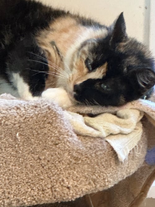 SWEETIE - Domestic Medium Hair available for adoption