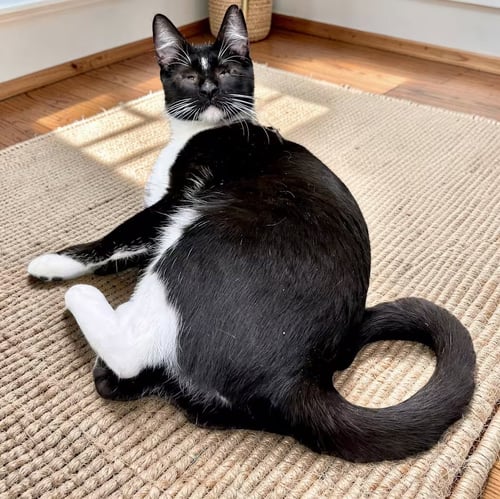 FINN [CP] - Domestic Short Hair available for adoption