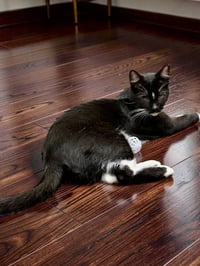 Finn [CP] - Photo 3