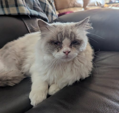 OSCAR & STERLING [CP] - Ragdoll available for adoption