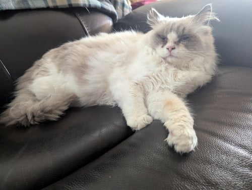 OSCAR & STERLING [CP] - Ragdoll available for adoption