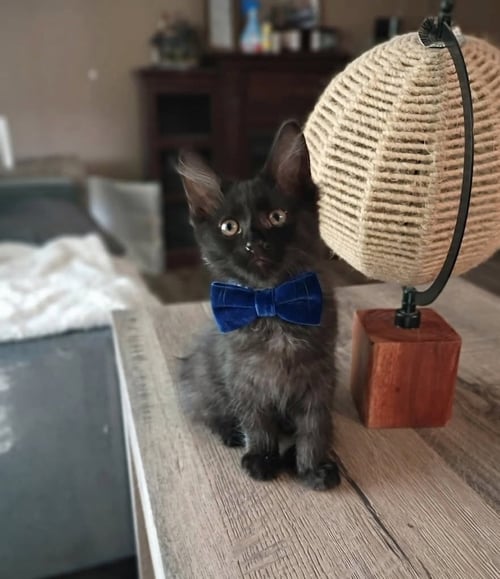 OLIVER [CP] - Domestic Medium Hair available for adoption