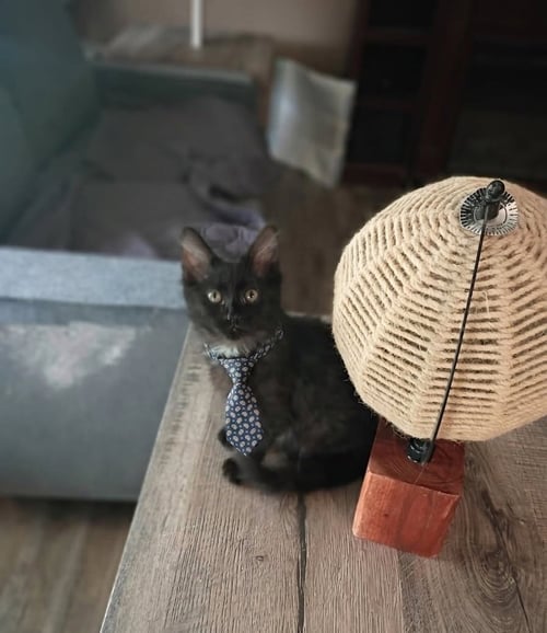 OLIVER [CP] - Domestic Medium Hair available for adoption