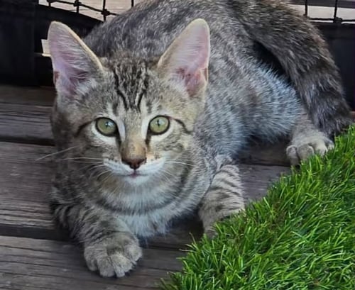 FRECKLES [CP] - Domestic Short Hair available for adoption