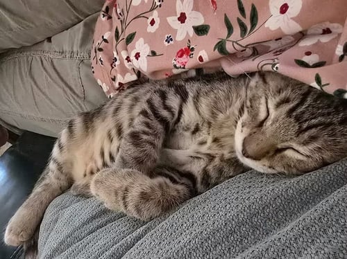 FRECKLES [CP] - Domestic Short Hair available for adoption
