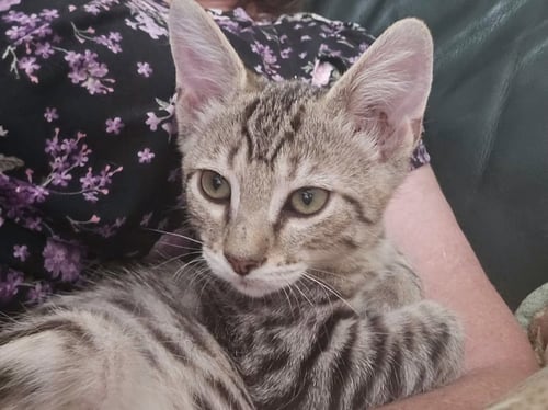MISSY [CP] - Domestic Short Hair available for adoption