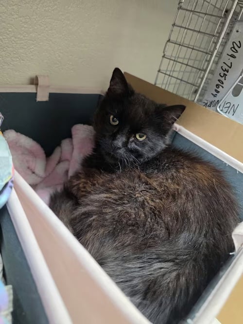 TEDDY [CP] - Domestic Long Hair available for adoption