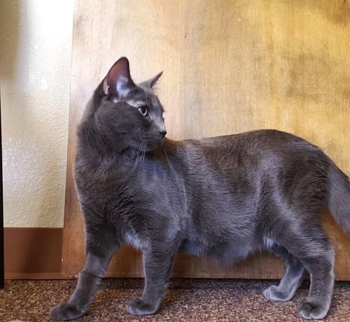 WINSTON [CP] - Russian Blue available for adoption