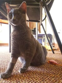 Winston [CP] - Photo 3