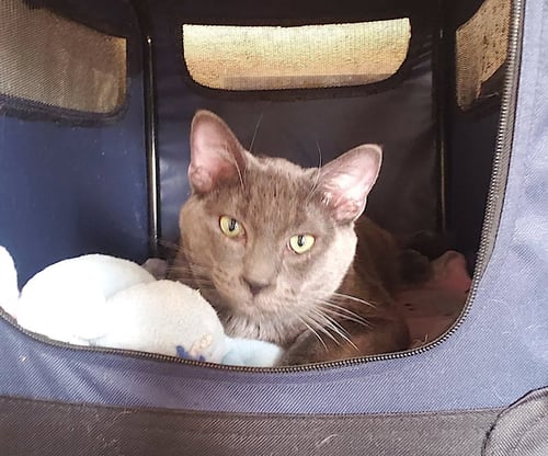 WINSTON [CP] - Russian Blue available for adoption