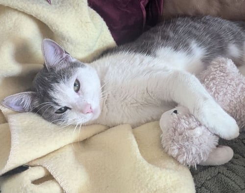 STERLING (& OSCAR) [CP] - Domestic Short Hair available for adoption