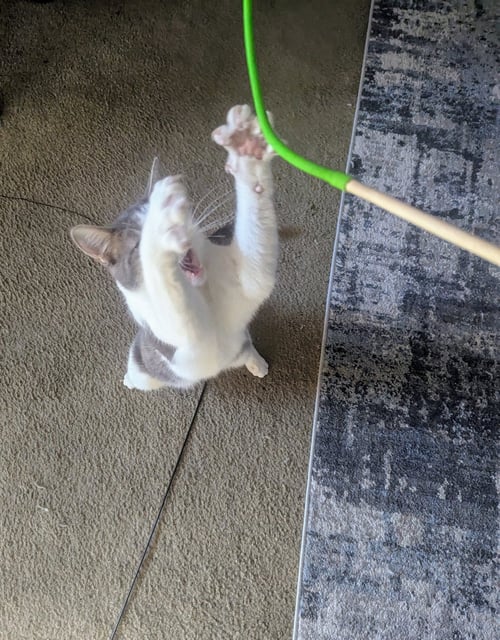 STERLING (& OSCAR) [CP] - Domestic Short Hair available for adoption