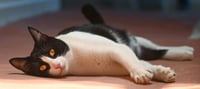Spot - Photo 5