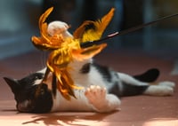 Spot - Photo 7