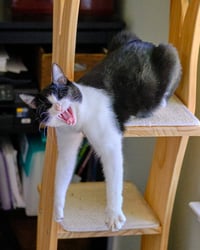 Spot - Photo 9