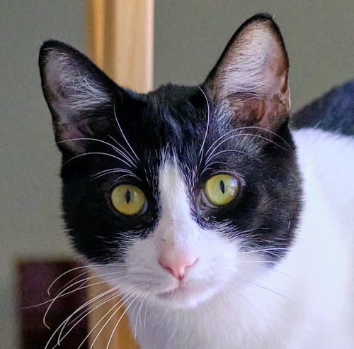 SPOT - Domestic Short Hair available for adoption