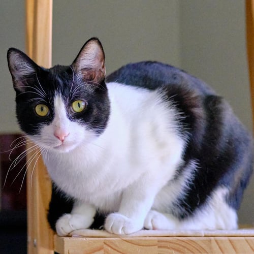 SPOT - Domestic Short Hair available for adoption