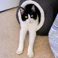 Spot - Photo 8