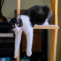 Spot - Photo 4