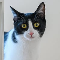 Spot - Photo 6