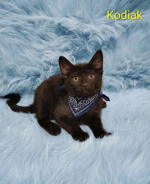 KODIAK (& DOLLY) [CP] - Domestic Short Hair available for adoption