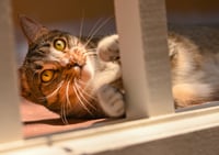 Gretchen - Photo 7