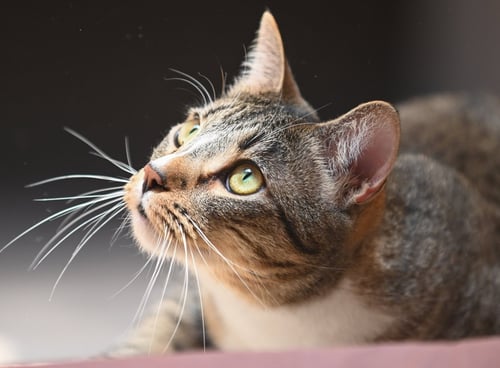 GRETCHEN - Domestic Short Hair available for adoption