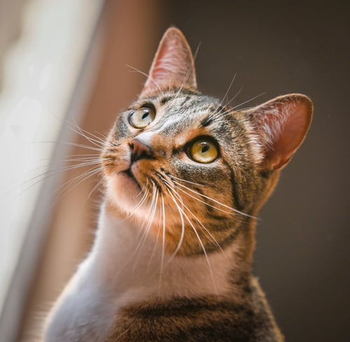 GRETCHEN - Domestic Short Hair available for adoption