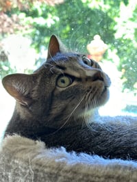 Gretchen - Photo 5