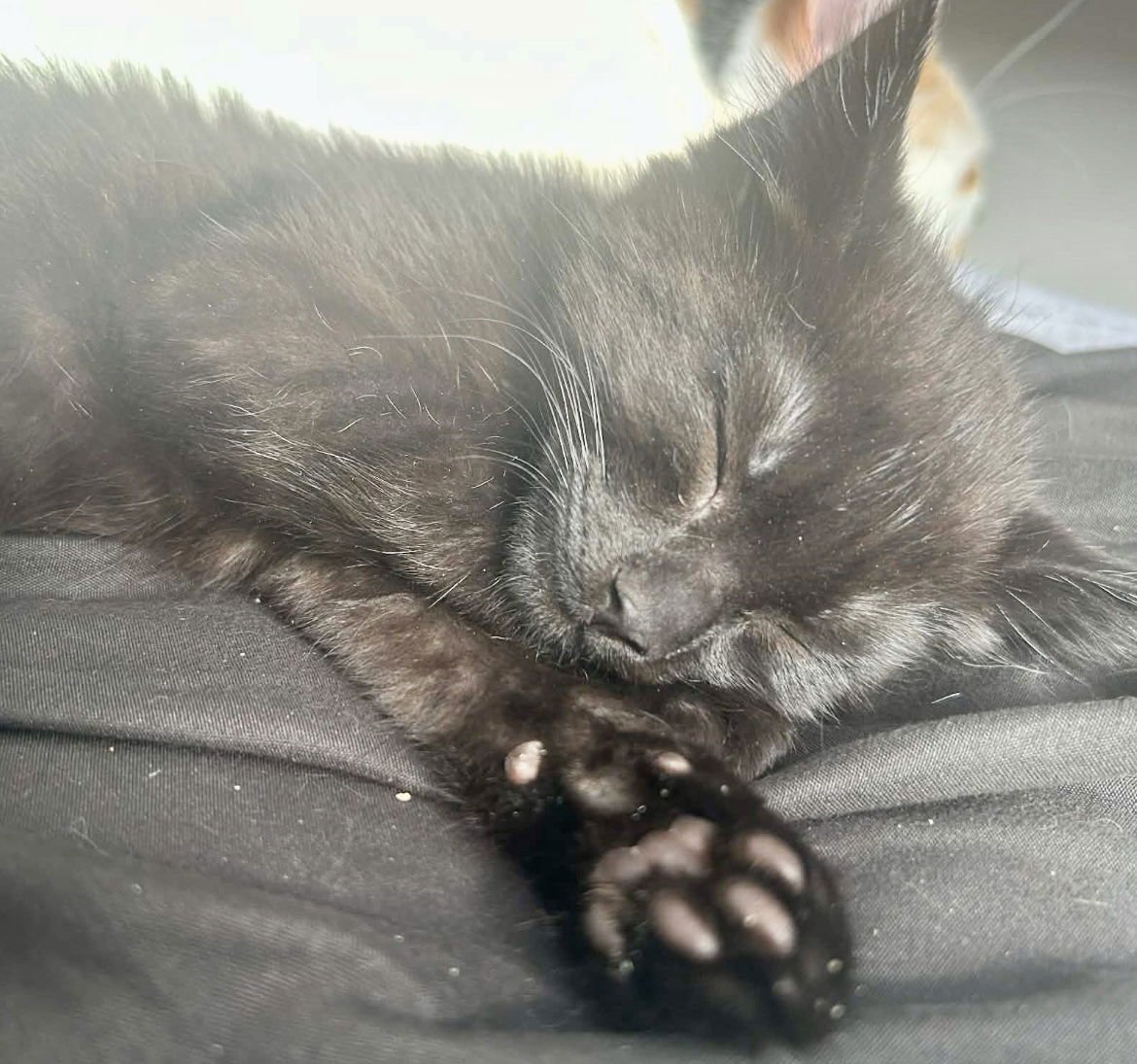 SCARF - Tabby / Domestic Medium Hair available for adoption