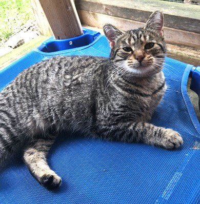 ISIS - Domestic Short Hair available for adoption