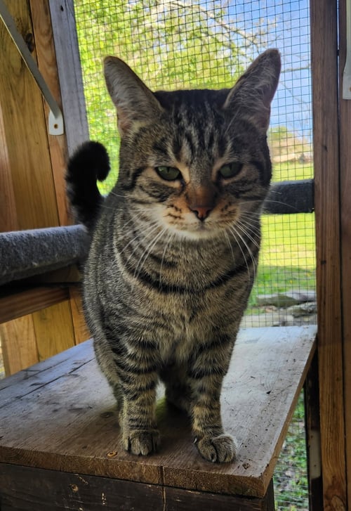 ISIS - Domestic Short Hair available for adoption