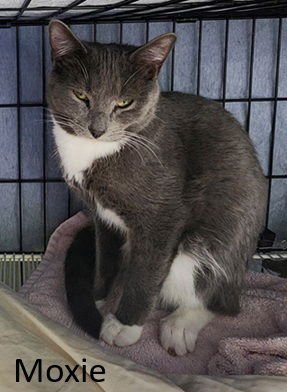 MOXIE - Domestic Short Hair available for adoption