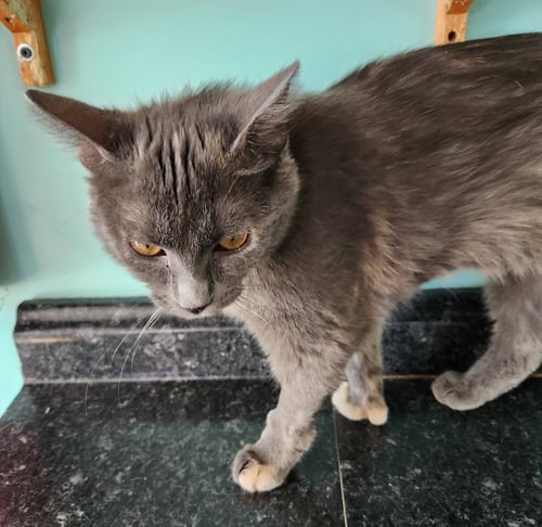 HAZEL - Domestic Short Hair / Extra-Toes Cat (Hemingway Polydactyl) available for adoption